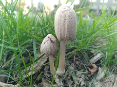 Agaricineae