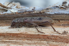 Brothylus gemmulatus