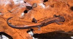 Plethodon sherando
