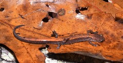 Plethodon sherando