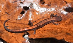 Plethodon sherando