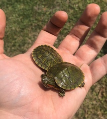 Trachemys scripta elegans