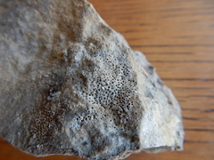 Bagliettoa calciseda