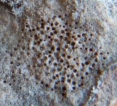 Bagliettoa calciseda