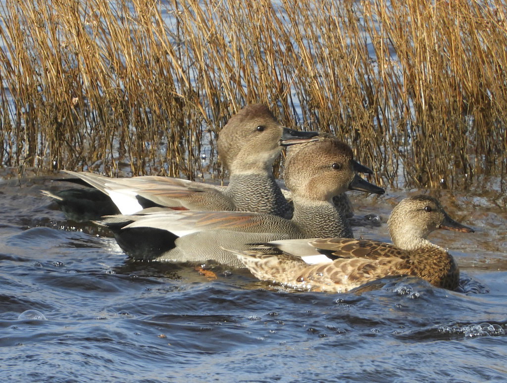 gadwall-waterfowl-of-ontario-inaturalist