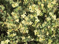 Pimelea spinescens spinescens