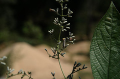 Paederia foetida