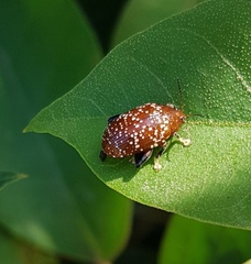 Asiophrida scaphoides