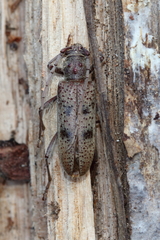 Brothylus gemmulatus