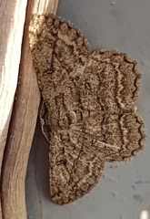 Hypomecis transcissa