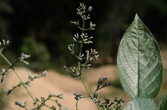 Paederia foetida