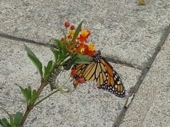 Danaus plexippus
