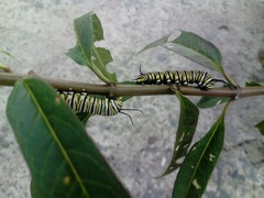 Danaus plexippus