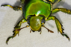 Chrysina gloriosa