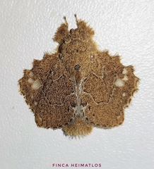 Euglyphis vitripuncta