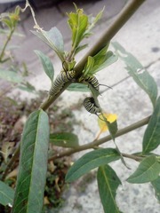 Danaus plexippus