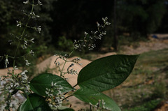 Paederia foetida