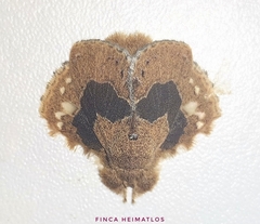 Euglyphis vitripuncta