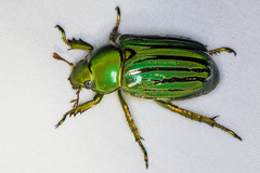 Chrysina gloriosa