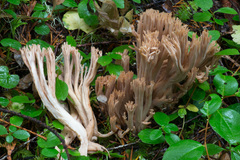 Ramaria acrisiccescens