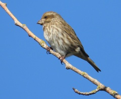 Haemorhous purpureus californicus
