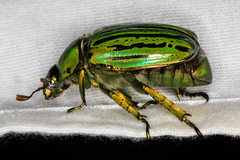 Chrysina gloriosa