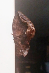 Noctuoidea