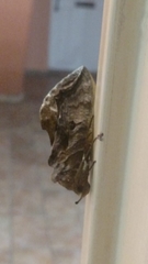 Noctuoidea