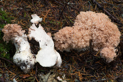 Ramaria rubrievanescens