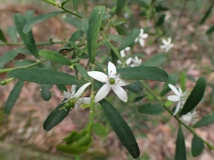 Philotheca trachyphylla