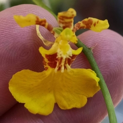 Oncidium