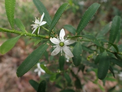 Philotheca trachyphylla