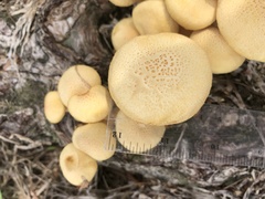 Gymnopilus lateritius