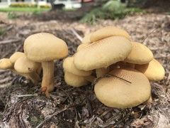 Gymnopilus lateritius
