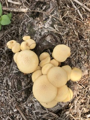 Gymnopilus lateritius