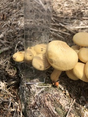 Gymnopilus lateritius