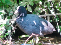 Fulica atra
