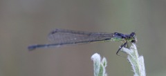 Ischnura cervula