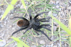 Aphonopelma madera