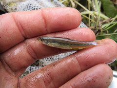Notropis stramineus