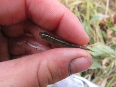 Notropis stramineus
