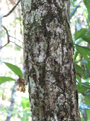 Fagraea gracilipes