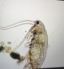 Neocopepoda