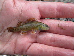Etheostoma camurum