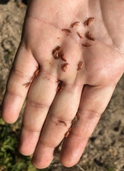 Arcitalitrus sylvaticus