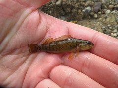 Etheostoma camurum