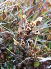 Pedicularis hirsuta
