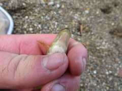 Phenacobius mirabilis