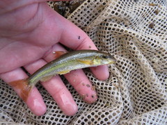 Phenacobius mirabilis