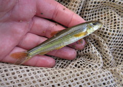 Phenacobius mirabilis